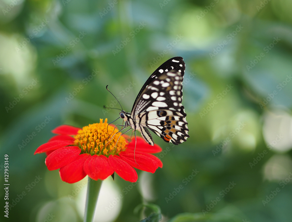 Butterfly on red Zinnia Flowers or Maxican sunflower, Selective