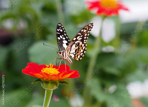 Butterfly on red Zinnia Flowers or Maxican sunflower, Selective