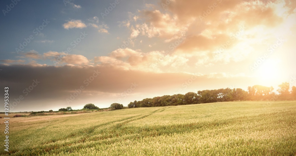 Wheat farm Wheat farm