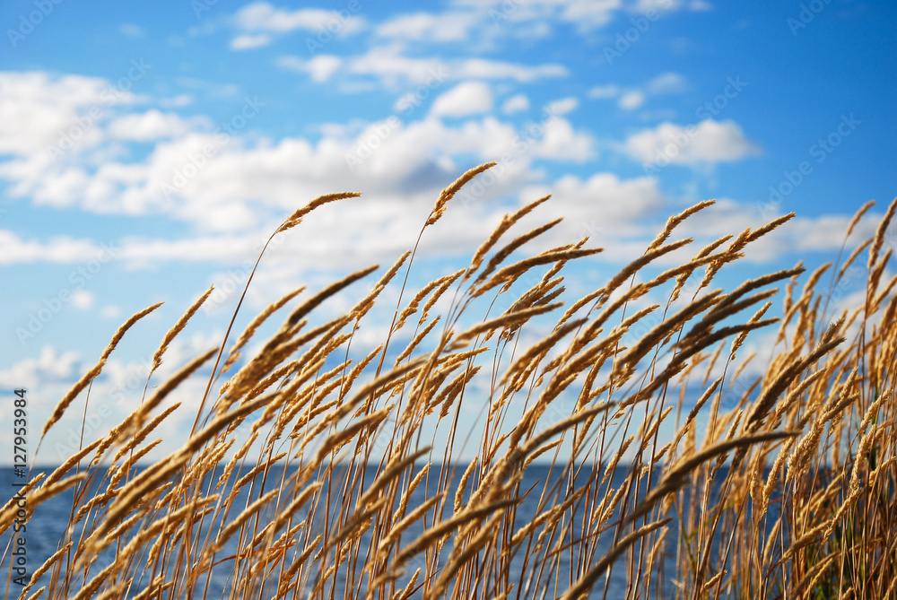Fototapeta premium Grass straws by the coast