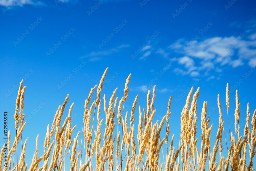 Fototapeta premium Yellow grass straws b blue sky