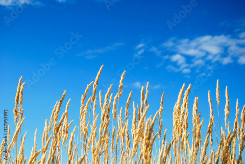 Yellow grass straws b blue sky