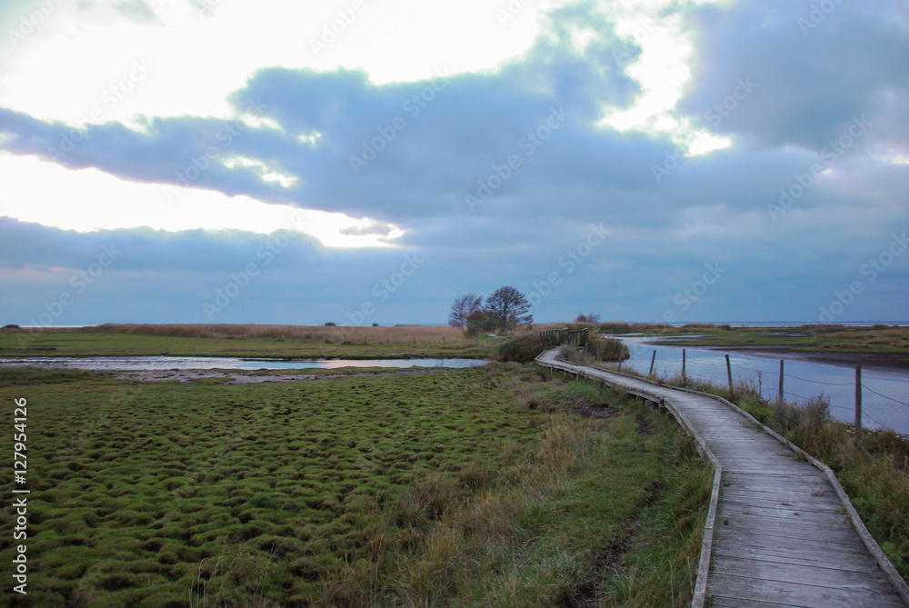 Footpath through a wetland