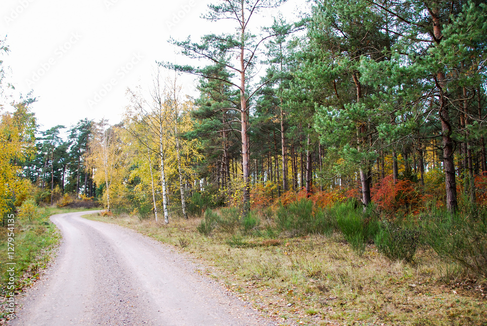 Naklejka premium Winding gravel road in golden colors