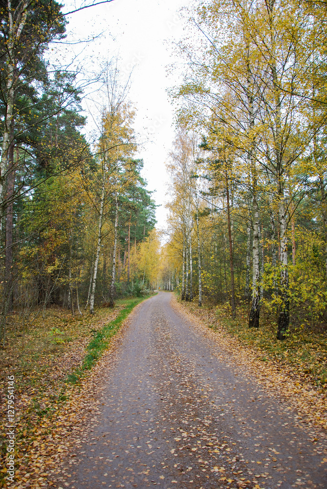 Colorful gravel road at fall season Colorful gravel road at fall season