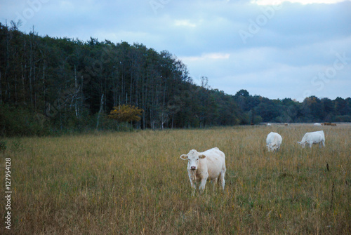 White young cows by late evening