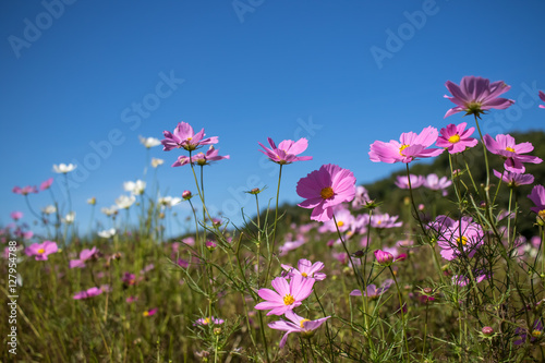 Fully Bloomed Colorful Cosmos on Mountain Landscape in October