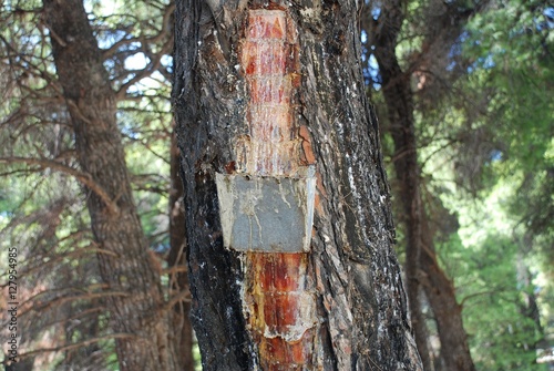 Collecting resin from a pine tree at Agii Anargiroi on the Greek island of Alonissos. Pine resin is a key flavouring in the Greek wine of Retsina.