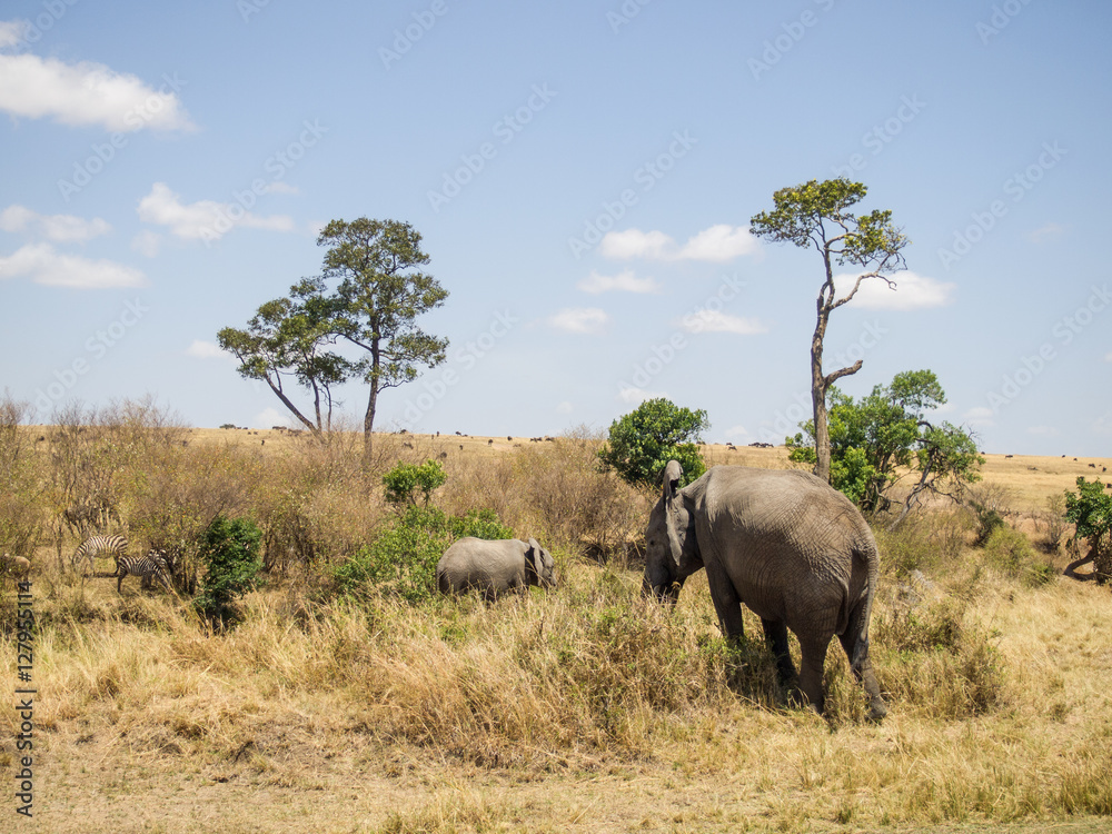Fototapeta premium landscape with elephants in the Masai Mara National Park in Keny