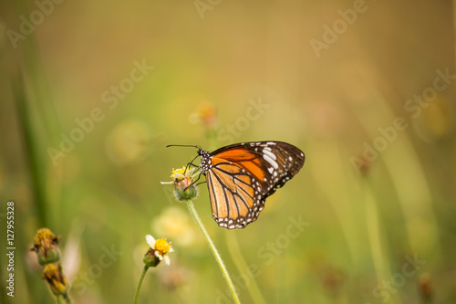 Tiger butterfly drinks nectar from flowers © Somchai