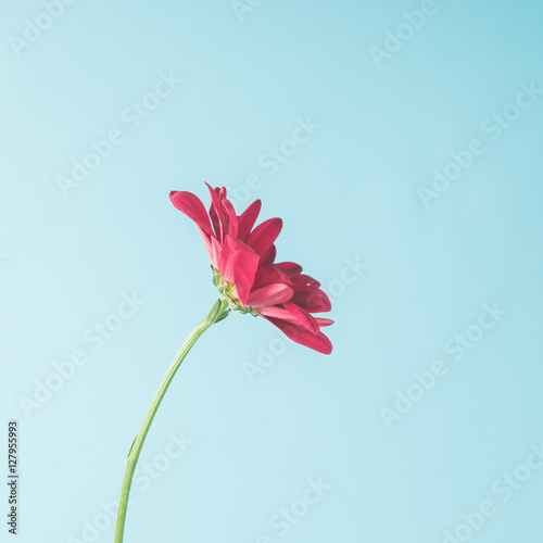 Red flower on sky background.