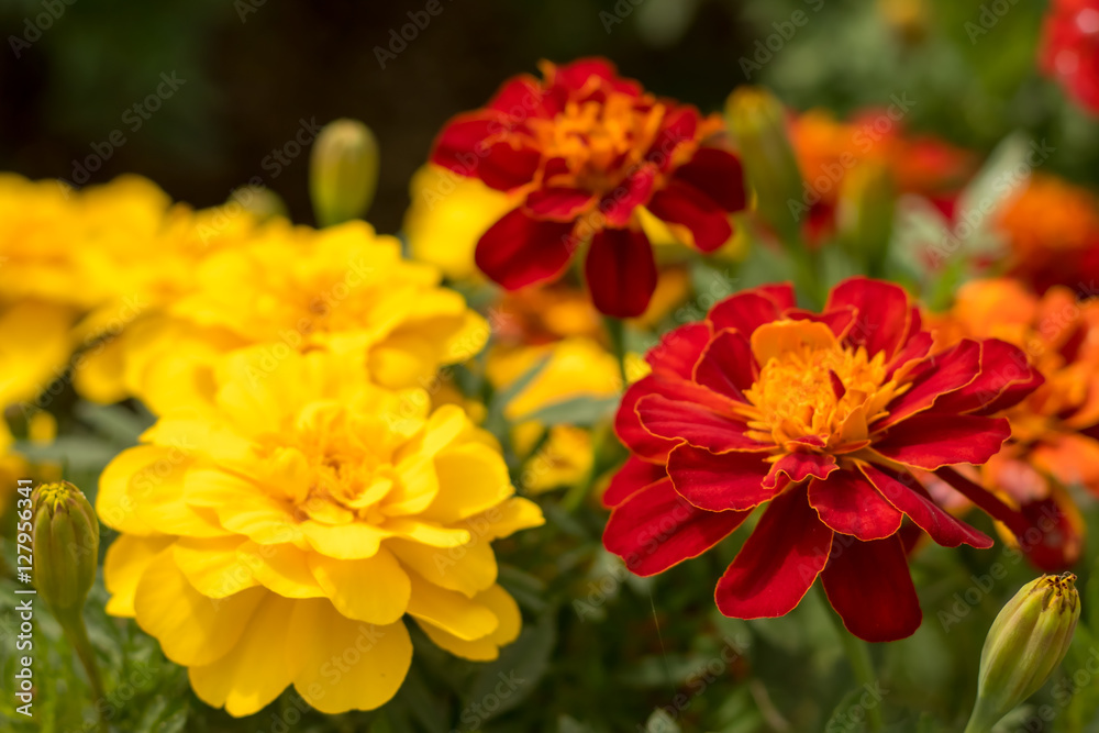 Fully Bloomed Colorful Marigold at Garden in October Fully Bloomed Colorful Marigold at Garden in October