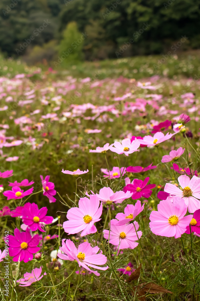 Fully Bloomed Colorful Cosmos on Mountain Landscape in October