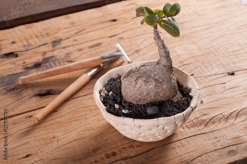 Phyllanthus Mirabilis the caudex plant in white pot on wood background with garden tools photo