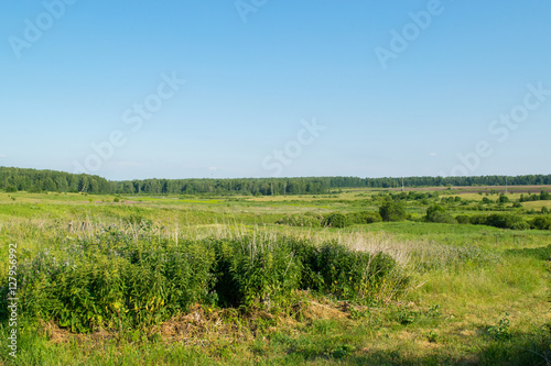 Obraz na płótnie Russian meadow the spirit of expanse w salonie