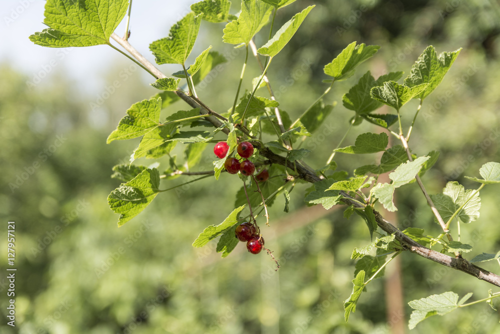 small red berry small red berry