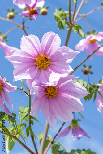 Fully Bloomed Pink Dahlia Imperialis at Garden in November