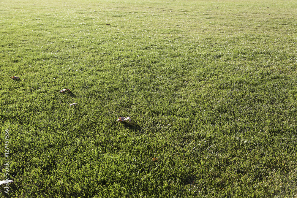 Fresh grass field Fresh grass field