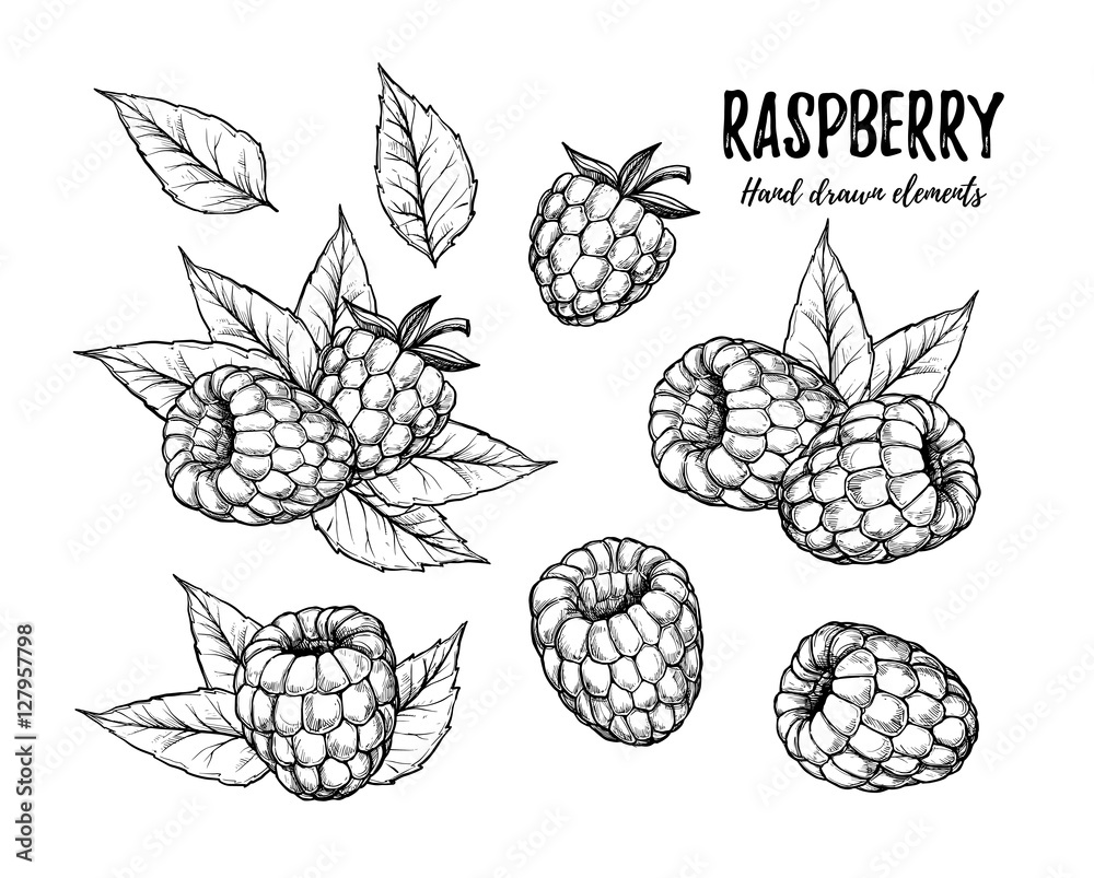 Hand drawn vector illustration. Collection of raspberry. Isolate Hand drawn vector illustration. Collection of raspberry. Isolate
