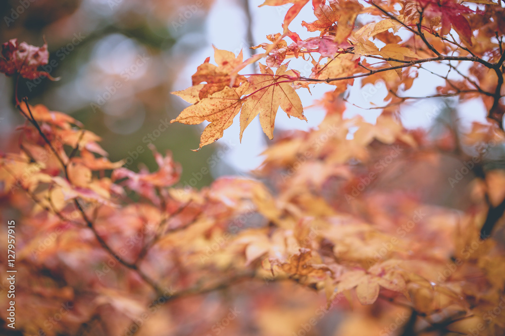 yellow orange and red maple tree in Autumn season, Mouth Koya, Wakayama, Japan yellow orange and red maple tree in Autumn season, Mouth Koya, Wakayama, Japan