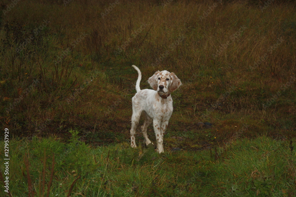 Pure breed setter puppy walking in the autumn field like a real adult hunter
