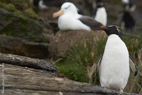 Rockhopper Penguin (Eudyptes chrysocome) mixes with nesting Black-browed Albatross (Thalassarche melanophrys) on the cliffs of Saunders Island in the Falkland Islands.