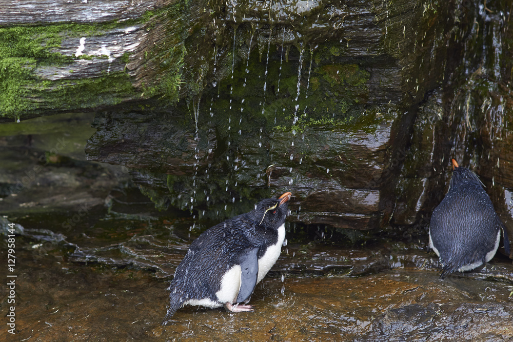 Fototapeta premium Rockhopper Penguin (Eudyptes chrysocome) having a shower under a waterfall on the cliffs of Saunders Island on the Falkland Islands.