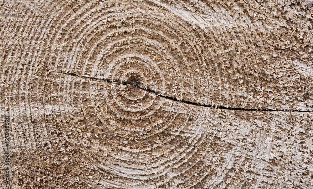 Fototapeta premium Cut tree texture