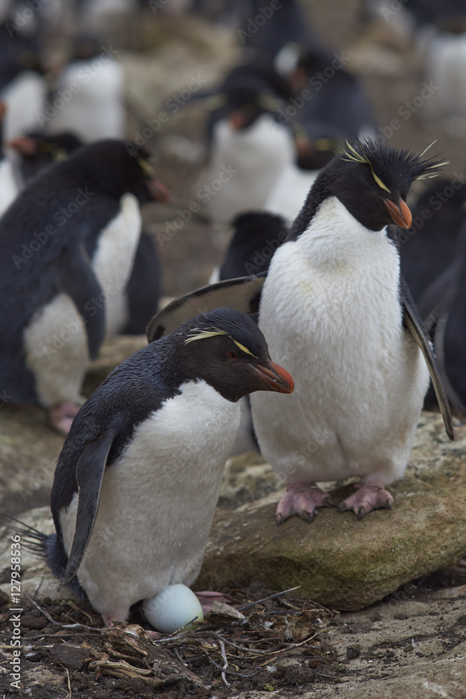 Obraz premium Rockhopper Penguin (Eudyptes chrysocome) guarding its egg on the edge of a large colony of penguins on Saunders Island on the Falkland Islands.