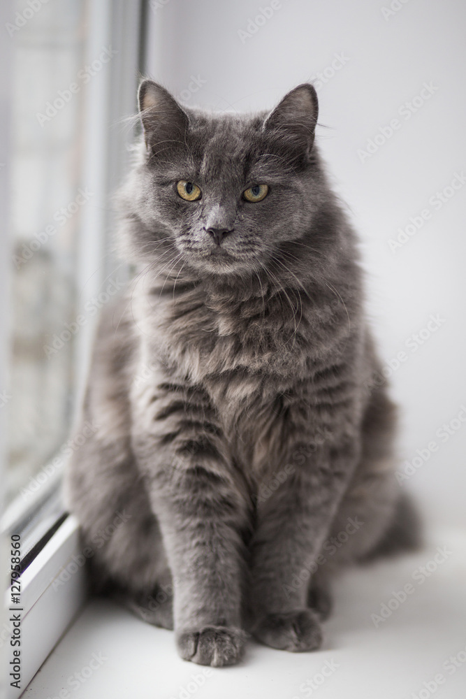 Grey cat sitting near window

