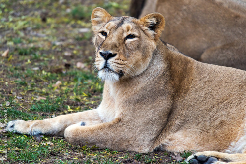 Lioness  female lion 