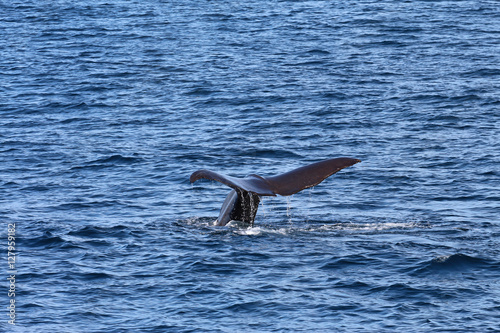Der Wal taucht ab © ilooma