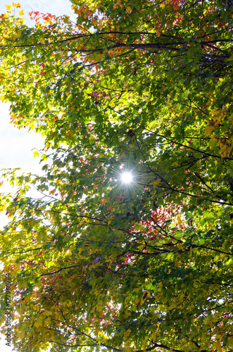 Shining through the leaves