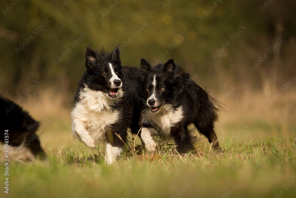 Fototapeta premium Rennende Border Collies
