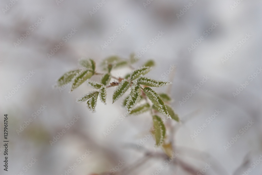 rosehip leaves in cold
