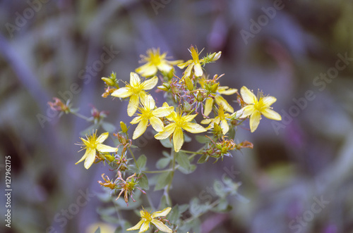 yellow flowers