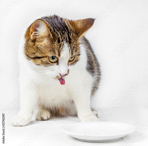 hungry cat eating from the food bowl