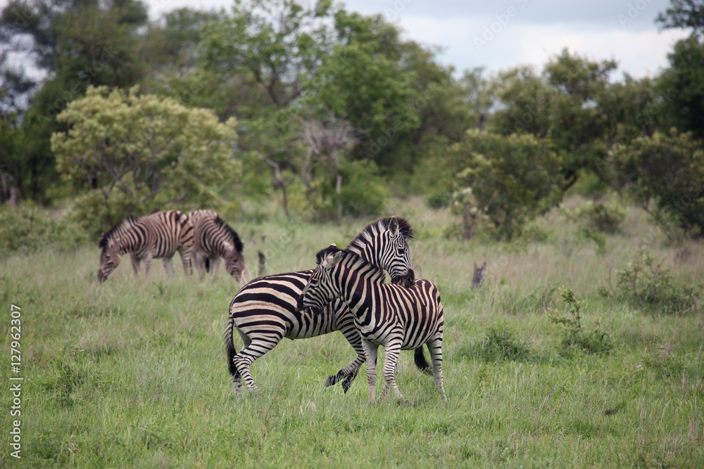 Obraz premium Stallions Zebra lash out, bite the teeth of the enemy