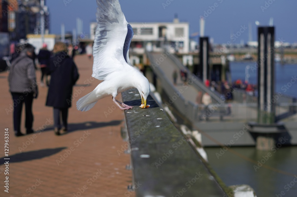 Fototapeta premium Gabbiano predatore