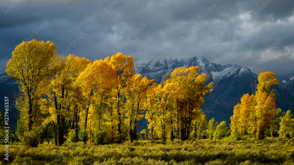 Fototapeta premium Autumn in the Gros Ventre River Valley