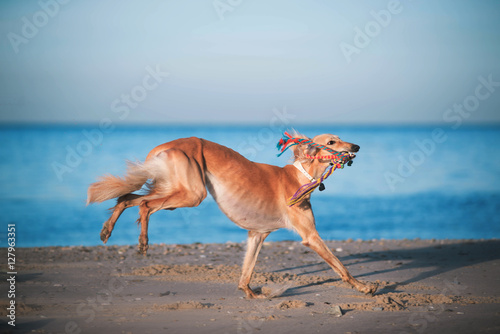 Young saluki  persian greyhound  playing be the sea