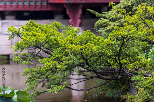 Fototapeta Naklejka Na Ścianę i Meble -  Pond and a small pine tree in Seoul - Asian landscape