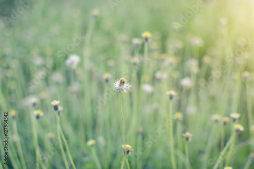 De-focus grass flower on the meadow at sunlight nature background spring © THEGOT