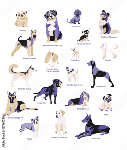 Vector illustration of dogs breed isolated on white Background