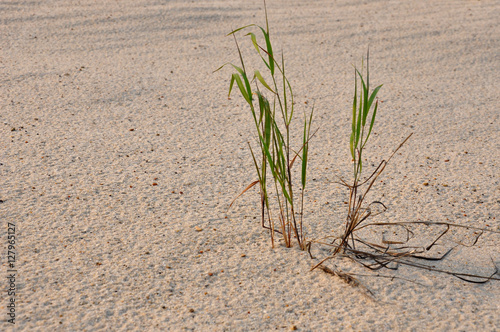 Green grass grawing on the yellow sand