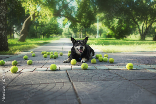 Bilde på lerret Playing fetch with cute dog