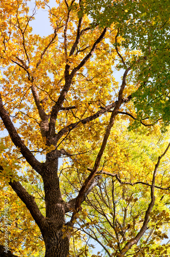 Tree in autumn background