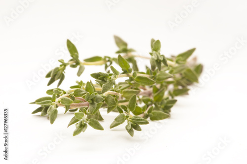sprigs of thyme isolated against white