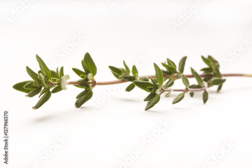 Sprig of Thyme isolated against white