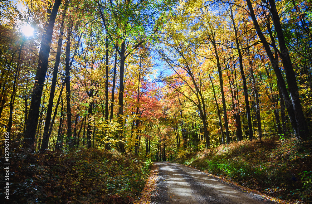 Obraz premium Allegheny National Forest